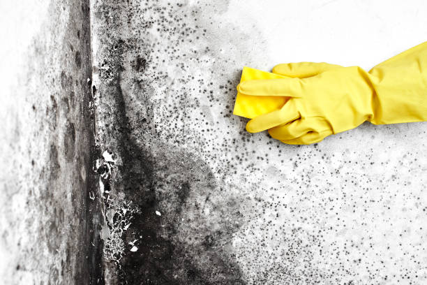 Best Kitchen Mold Remediation in Snyder, TX