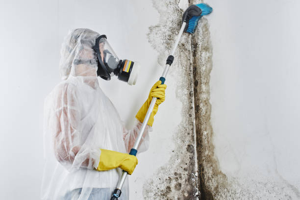 Best White Mold Remediation in Snyder, TX