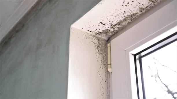 Best DIY Mold Remediation Support Services in Snyder, TX