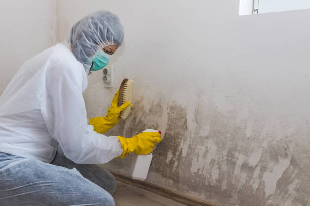 Best Basement Mold Remediation in Snyder, TX