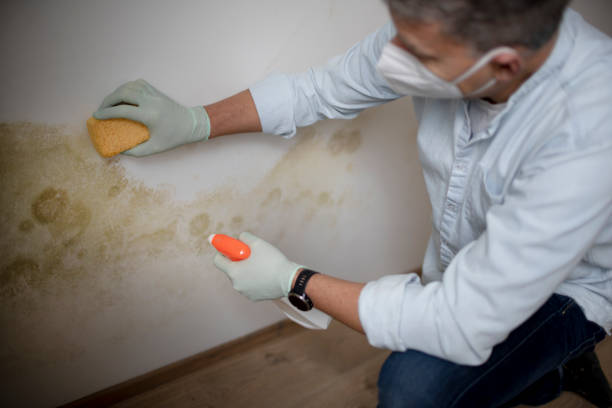 Best Localized Mold Remediation (e.g., coastal areas, humid climates) in Snyder, TX