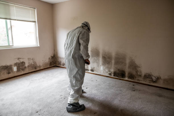 Best Attic Mold Remediation in Snyder, TX