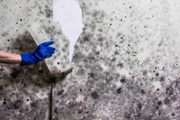 Best Black Mold Remediation in Snyder, TX