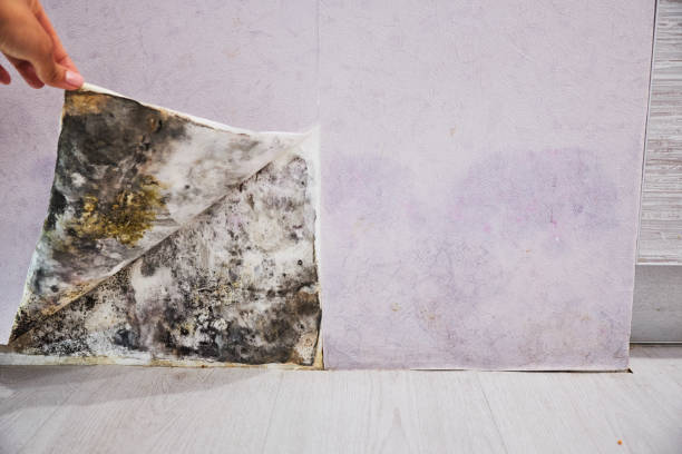 Snyder, TX Mold Remediation Company